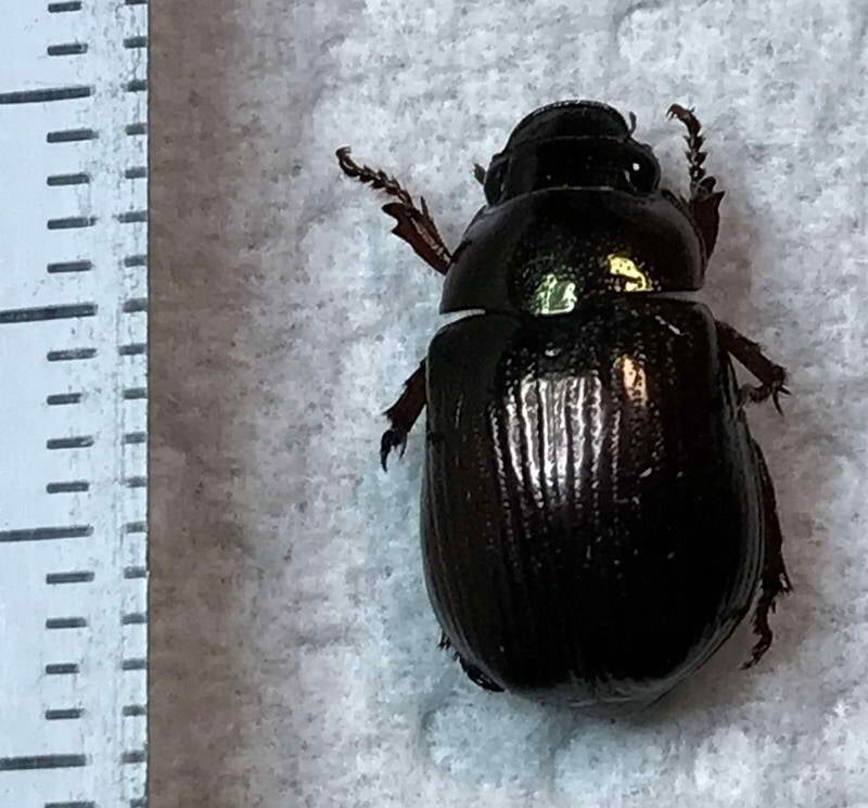 rutelinae-_sp_Guyane fr