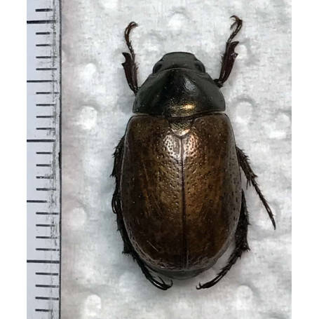 rutelinae-sp-941Vénézuéla