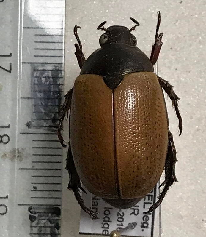 rutelinae-sp582_Equateur