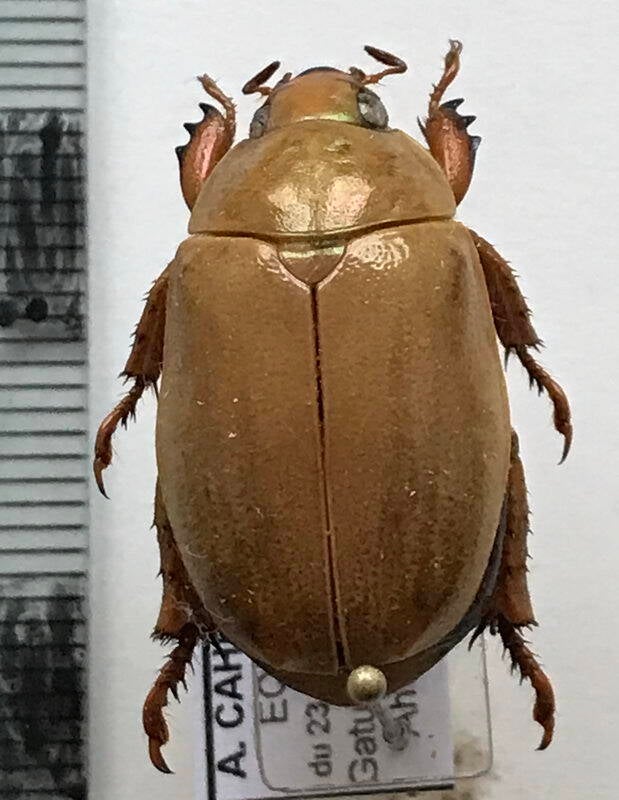 rutelinae-sp583_Equateur