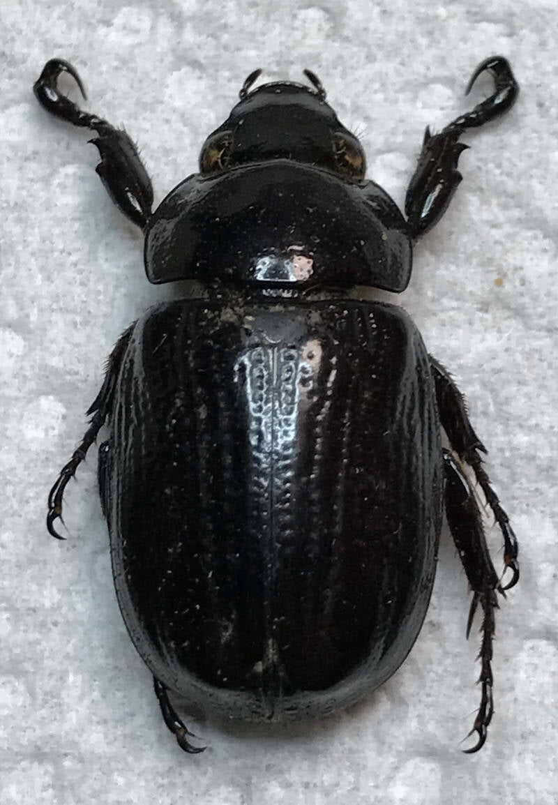 rutelinae-sp951-Guyane fr