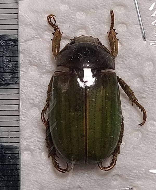Rutelina sp06 A-  Equateur