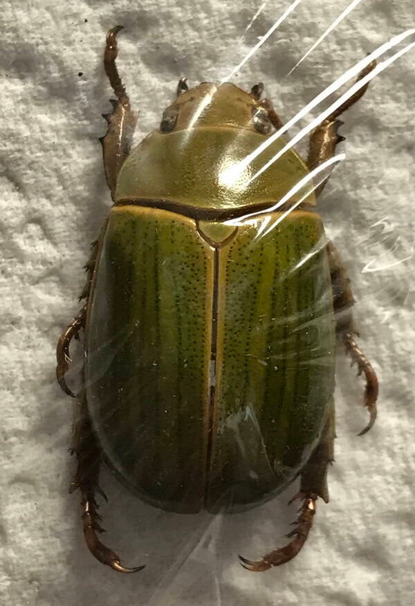 Rutelina sp Equateur