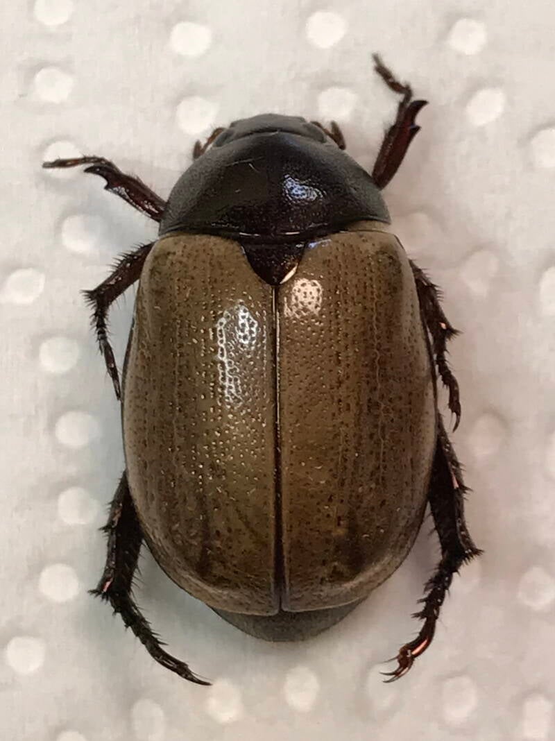 rutelinae_sp02_Equateur