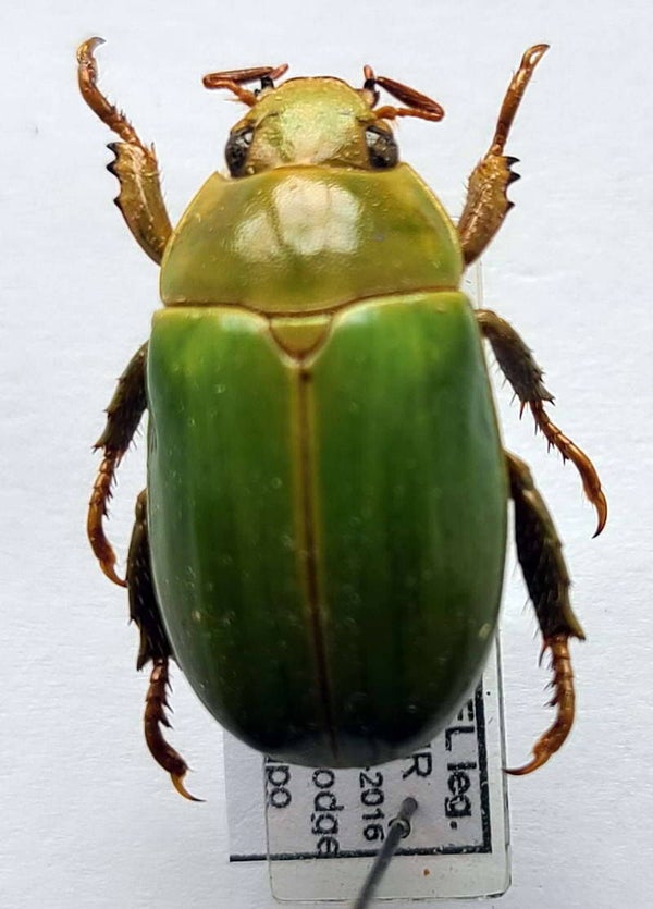 Rutelinae sp 06  Equateur