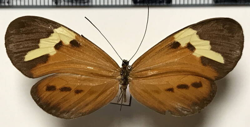 sais_rosalia_brasiliensis_f_br-standard.jpg