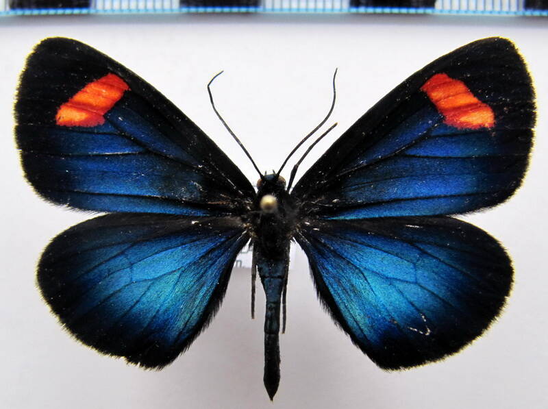 sangalopsis_bifasciata_eq-standard.jpg