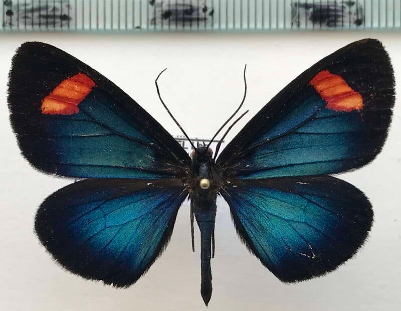 sangalopsis_bifasciata_m02_eq-standard.jpg