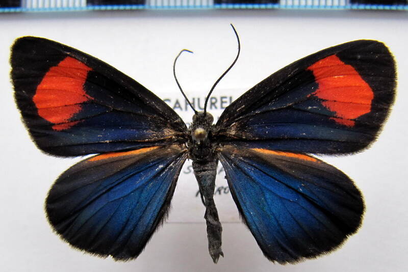 sangalopsis_bifasciata_perou-standard.jpg