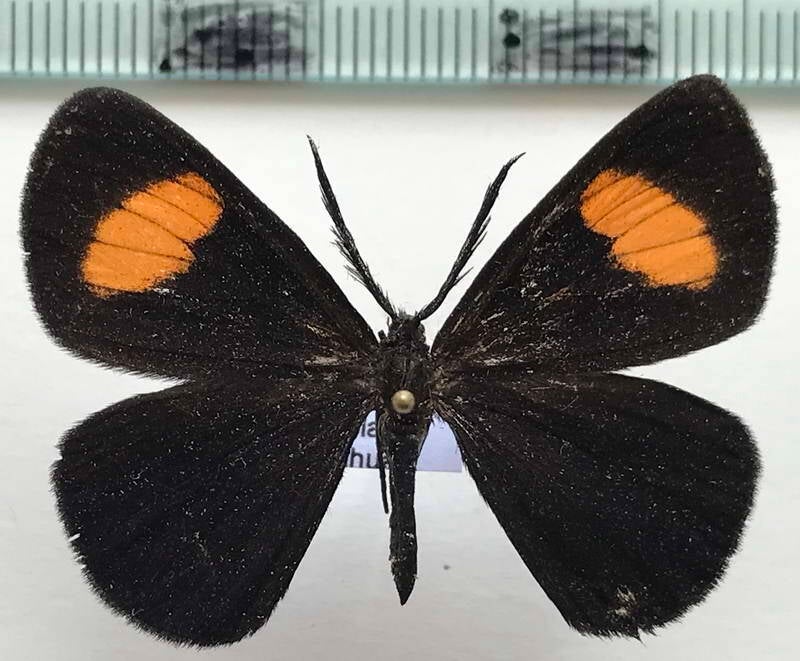 sangalopsis_hermea_m01_eq-standard.jpg