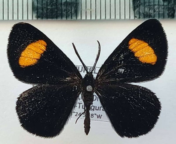 Sangalopsis hermea  mâle Equateur