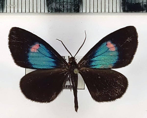 Sangalopsis sp 829  mâle Equateur
