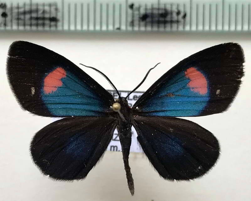 sangalopsis_sp829_m_eq-standard.jpg
