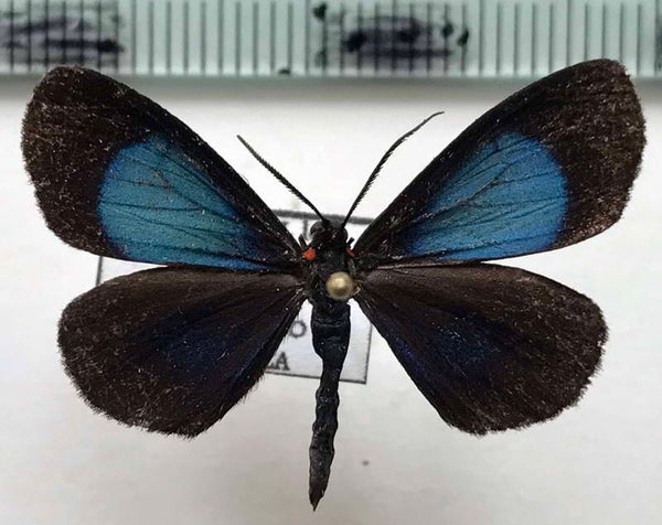 Sangalopsis sp mâle Equateur
