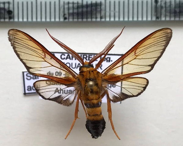 Sarosa acutior mâle A1-  Equateur