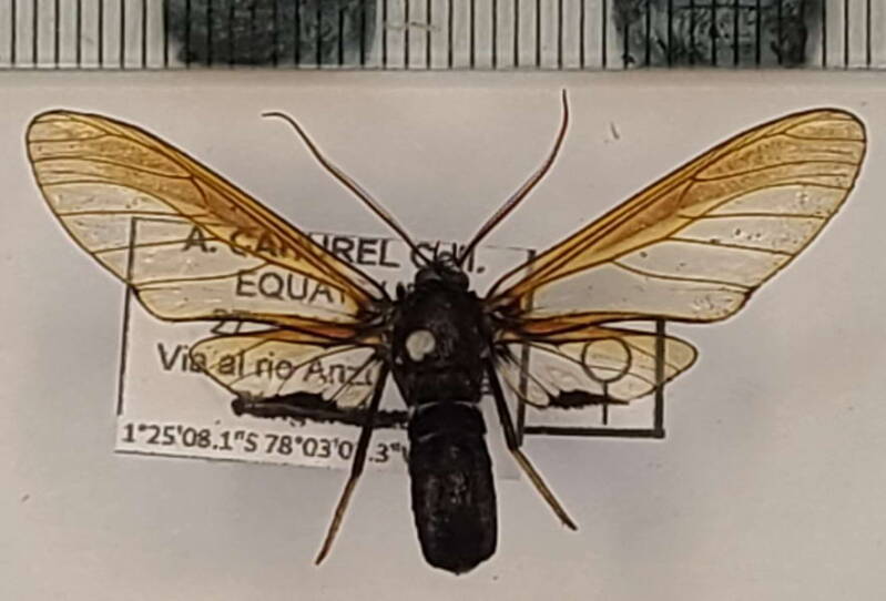 sarosa_ignicornis_f_eq-standard.jpg