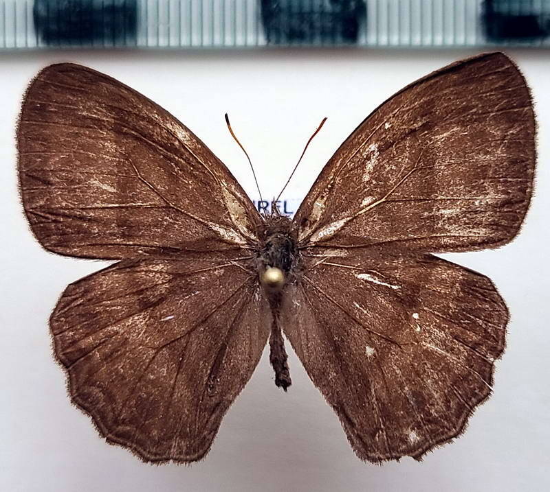 satyrinae_sp1042_m_per-standard.jpg