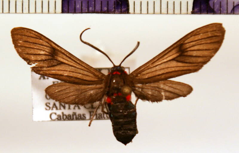 saurita_cassandra04_m_eq-standard.jpg