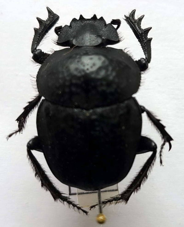 Scarabeus semipunctatus Espagne