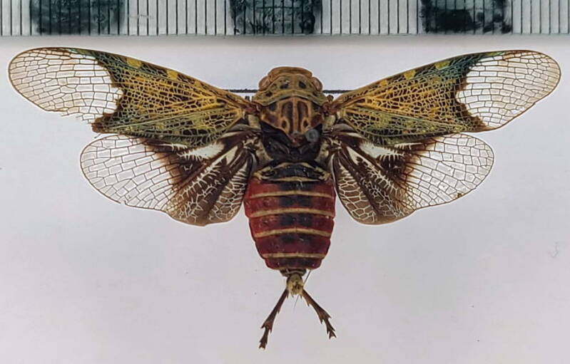 scaralis_neotropicalis_Vénézuéla