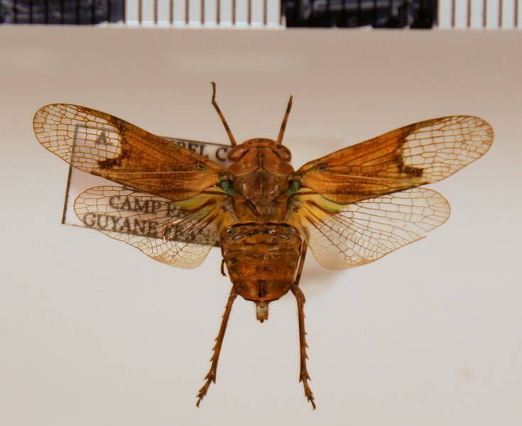 scaralis_nigronotata_Guyane fr