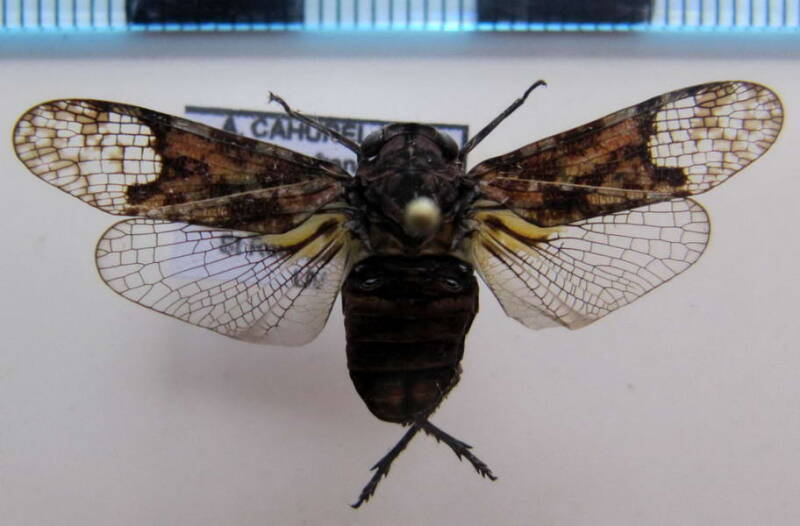 scaralis_nigronotata_03_Guyane fr