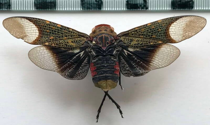 scaralis_picta_f_Guyane fr