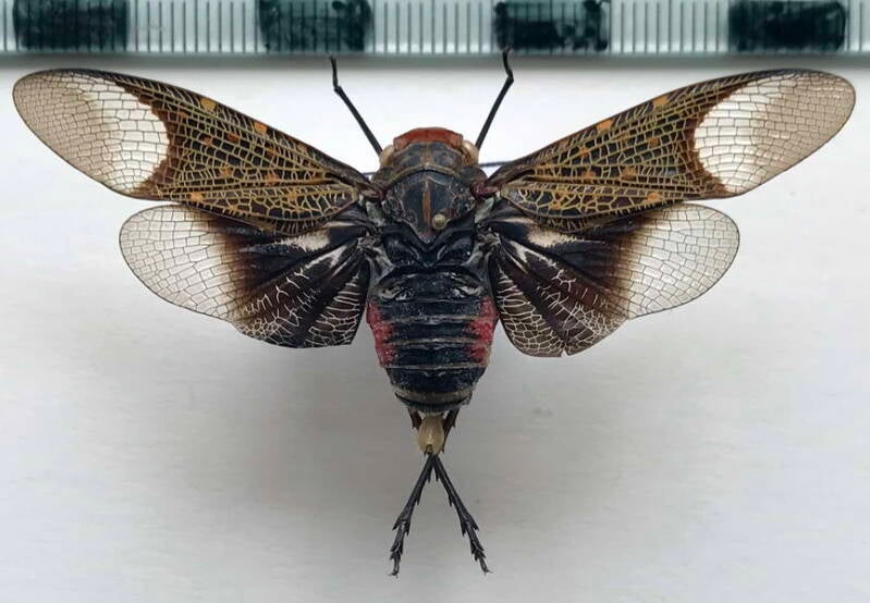 scaralis_picta_m_gf-standard.jpg