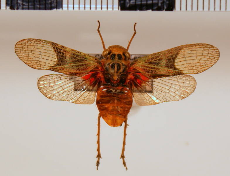 scaralis_semilimpida-Guyane fr