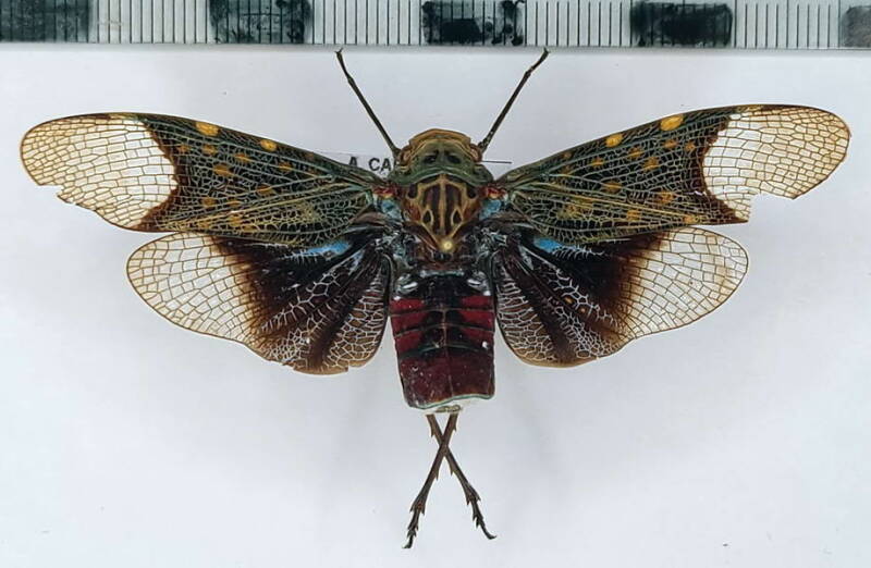 scaralis_sp_Equateur