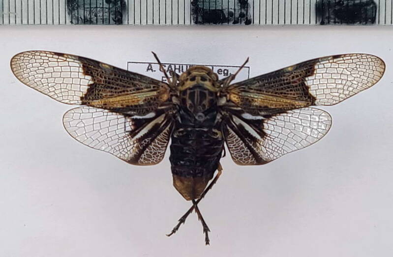 scaralis_sp_Equateur