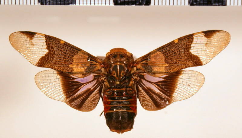 scaralis_versicolor_Guyane fr