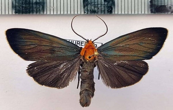 Scea sp 539 mâle A1-  Equateur