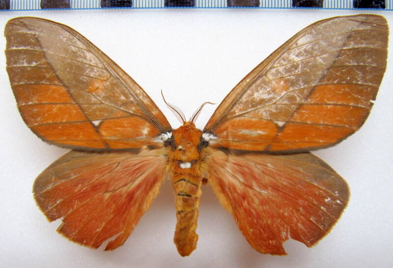 schausiella_polybia_gf_f-standard.jpg