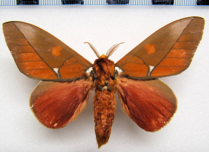 schausiella_polybia_gf_m-standard.jpg