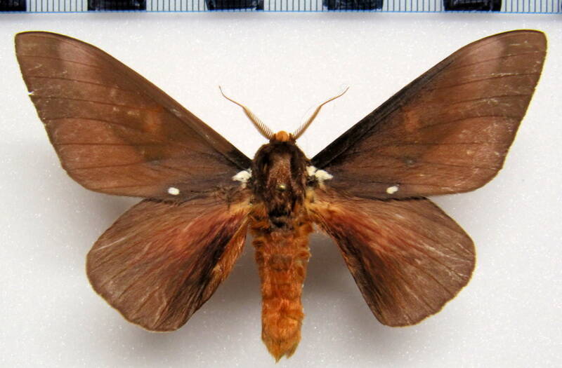 schausiella_subochreata_gf_m-standard.jpg