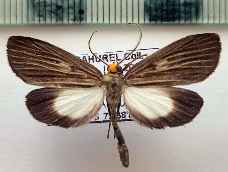 scotura_vestigiata_m_Equateur
