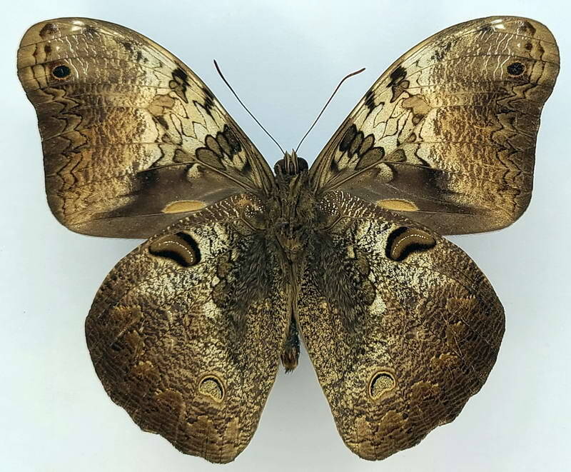 selenophanes_cassiope_m_Verso_Equateur