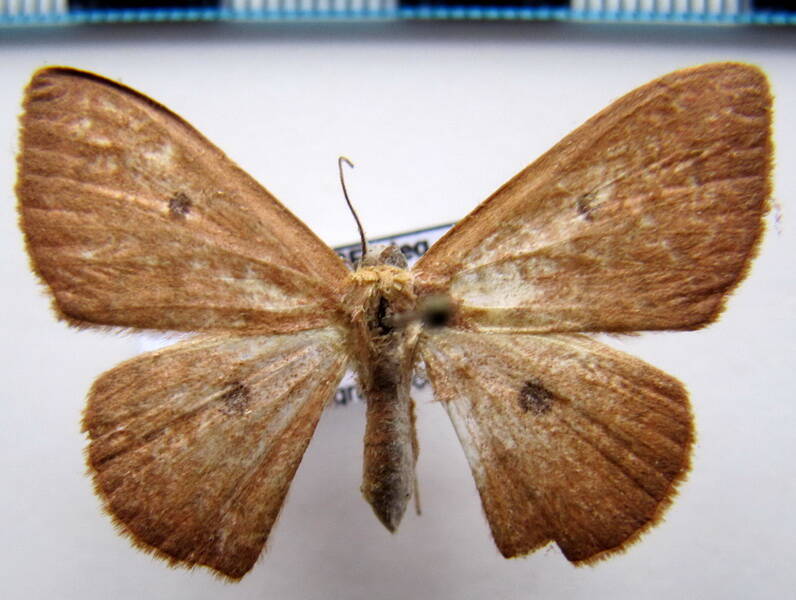 semaeopus_sp_gf-standard.jpg