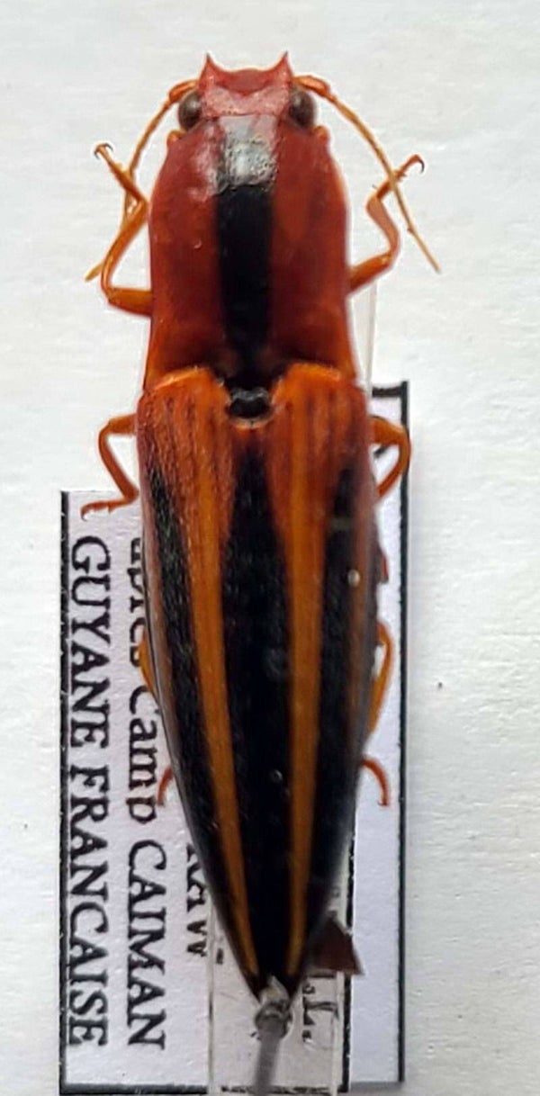 Semiotus furcatus Guyane française