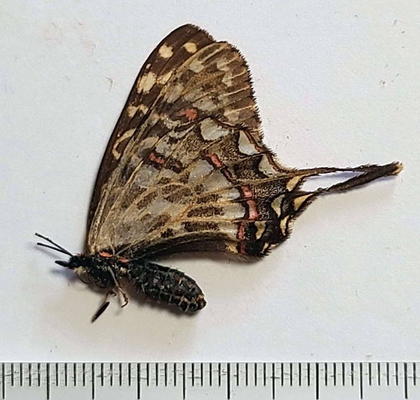 Sericinus telamon koreanus mâle Corée du sud