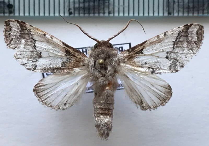 sericochroa_felderi_m02_eq-standard.jpg