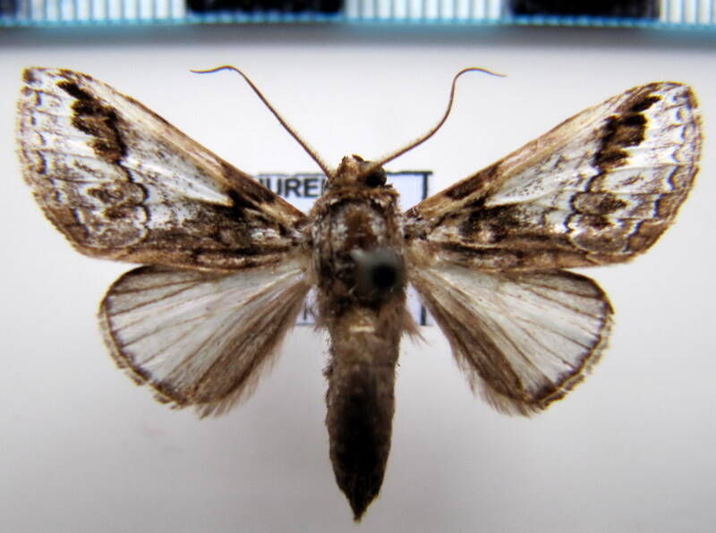 sericochroa_guianensis_gf-standard.jpg