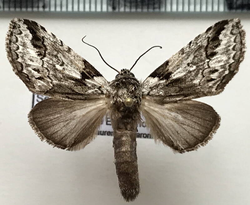 sericochroa_guianensis_m_gf-standard.jpg