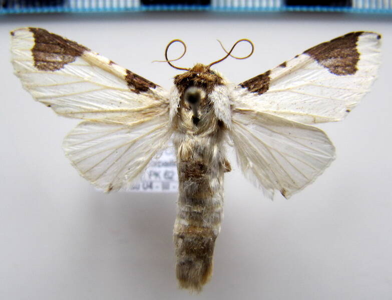 sericochroa_lemoulti_gf-standard.jpg