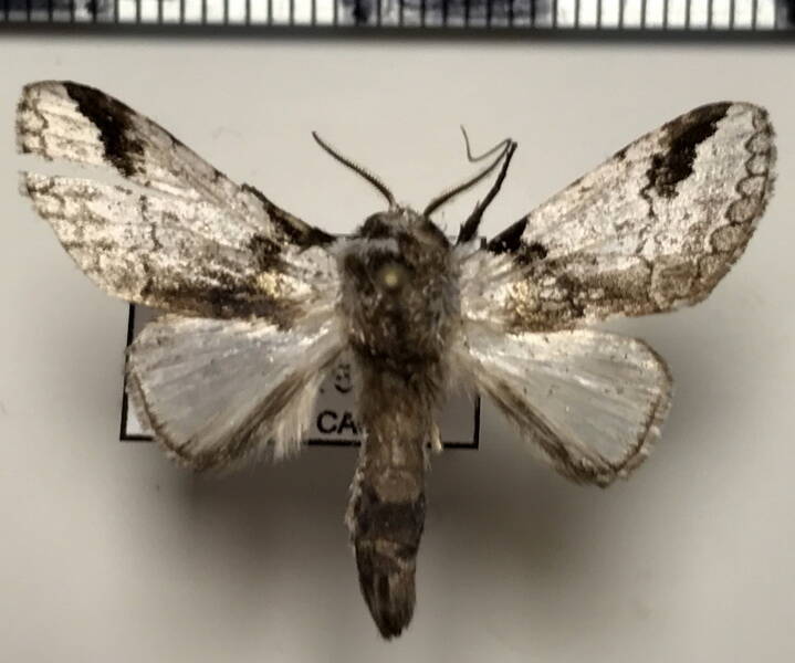 sericochroa_lioneli_m_gf-standard.jpg