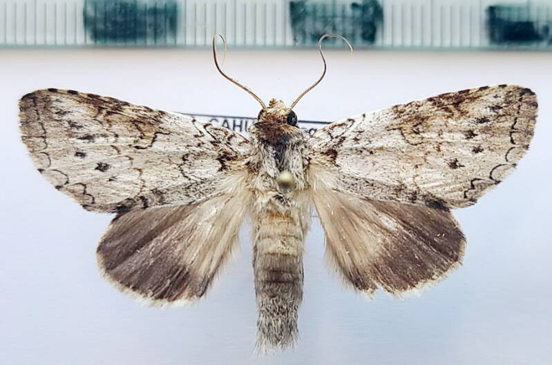 sericochroa_presbytica_m_gf-standard.jpg