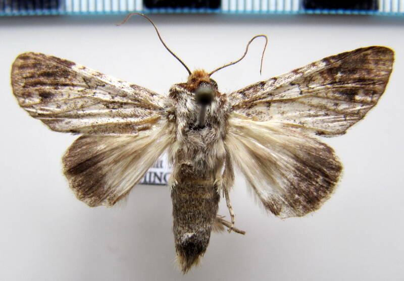sericochroa_sp01_eq-standard.jpg