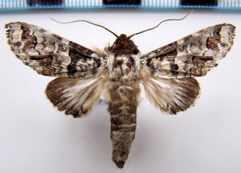 sericochroa_sp03_gf-standard.jpg