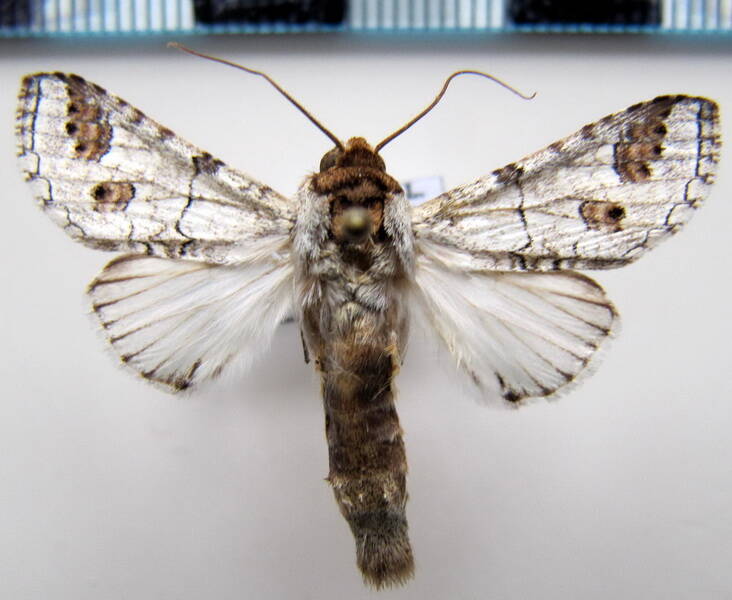 sericochroa_tenuisoides_amazonensis_gf-standard.jpg